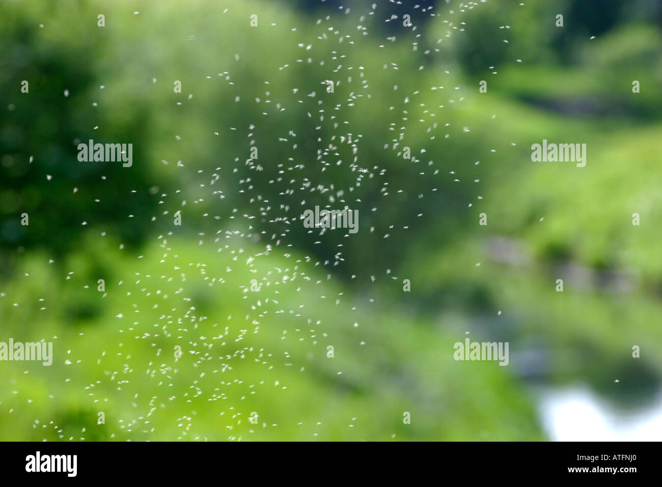 Midges in scotland Banque de photographies et d’images à haute — free download