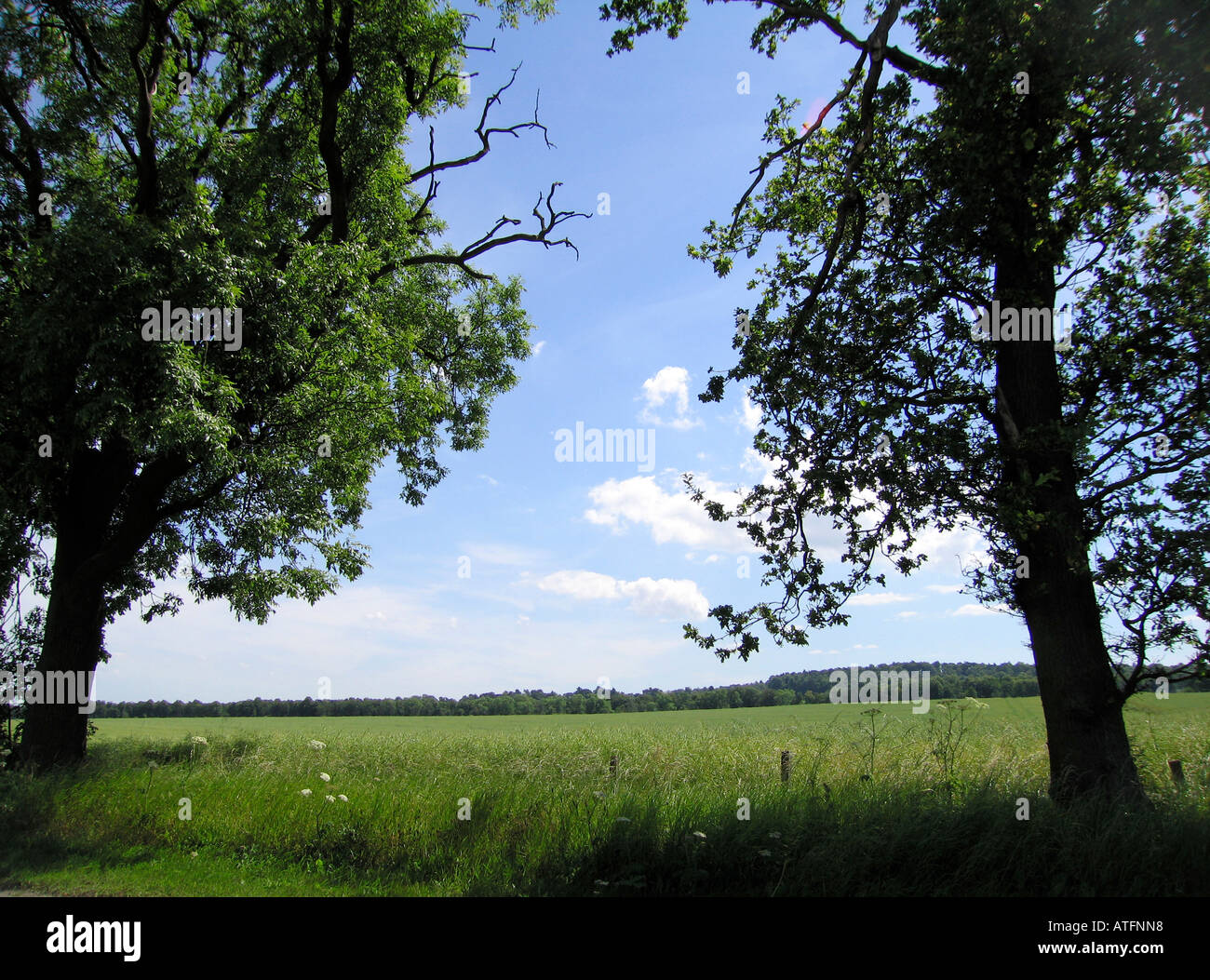 UK pays rural scène entourée d'arbres Banque D'Images
