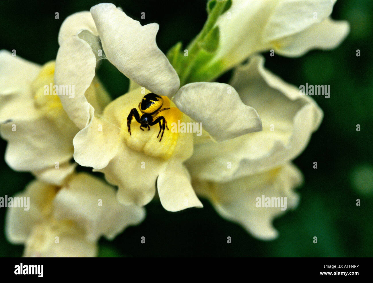 Synaema globosum sur Linaria vulgaris Banque D'Images