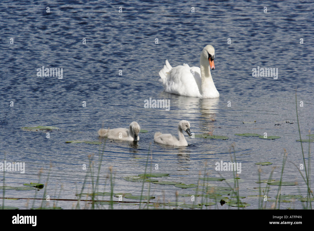 Une famille de cygnes Banque D'Images