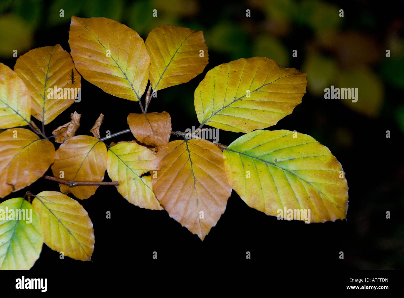 Automne feuilles de hêtre, Cannich, Highlands, Scotland Banque D'Images