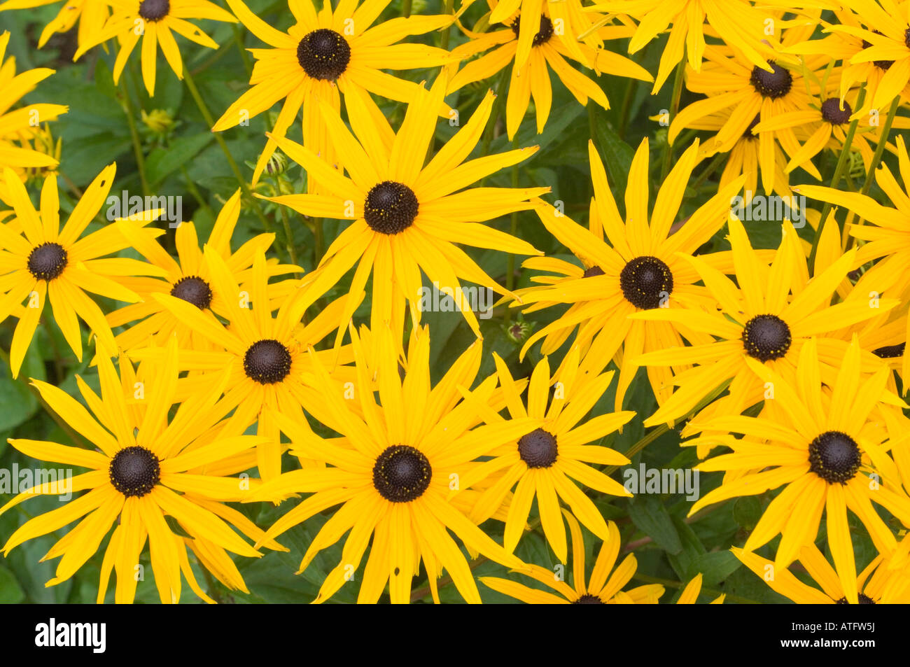 Black Eyed Susan fleurs, Rudbeckia fulgida, dans un jardin à Beehive Cottage dans la New Forest, Hampshire, Angleterre Banque D'Images