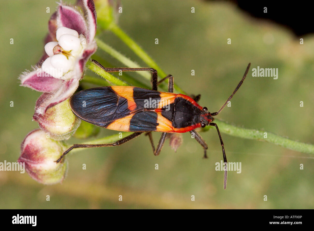 Gros Bug d'Asclépiade Oncopeltus fasciatus Tucson Arizona United States 23 avril Lygaeidés adultes Hemiptera Banque D'Images