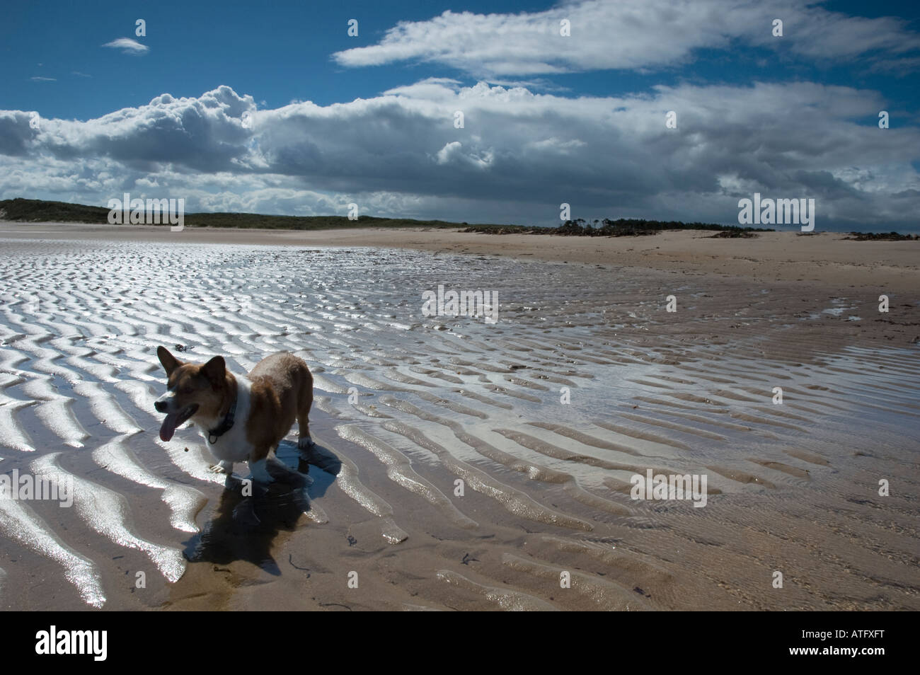 (Welsh Corgi Cardigan) sur la plage à marée basse Banque D'Images