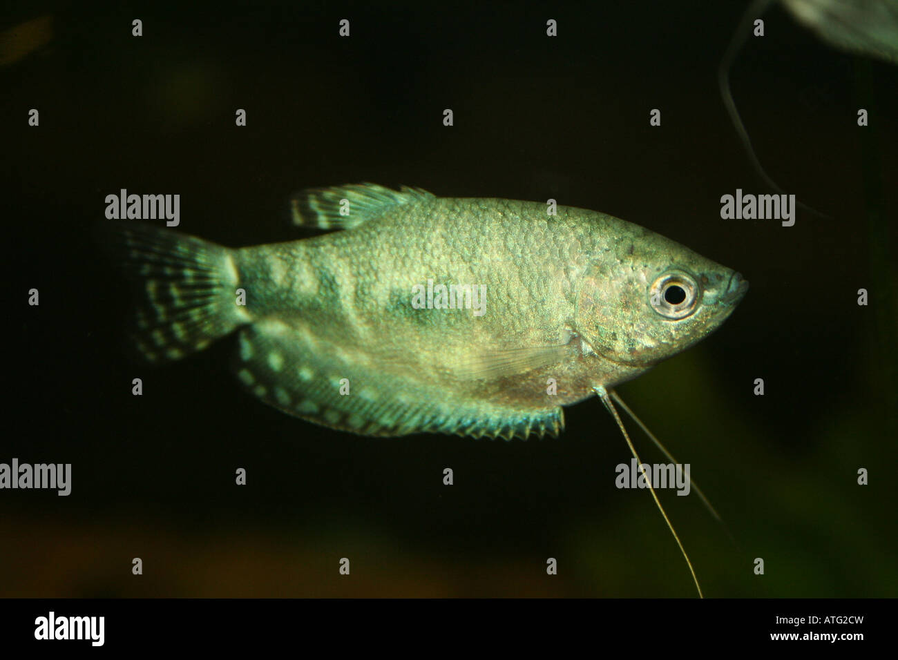 Osphronemus gorami poissons tropicaux exotiques amazon Photo Stock - Alamy