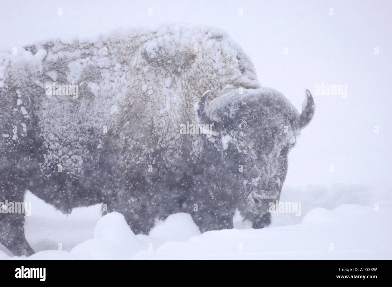 Stock photo d'un bison d'Amérique dans une tempête de neige. Banque D'Images Stock photo d'un bison d'Amérique dans une tempête de neige. Banque D'Images