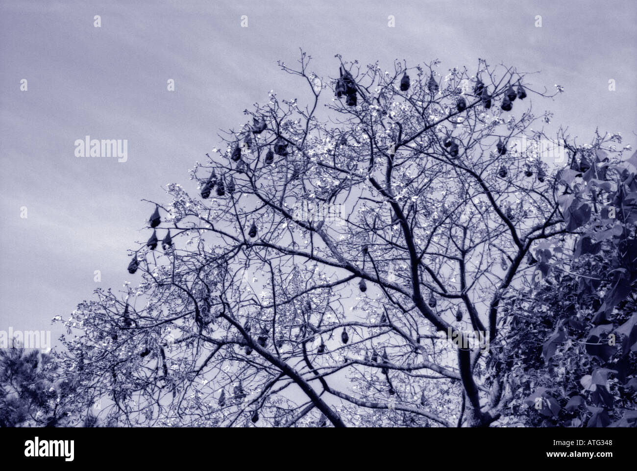 Chauves-souris sur un arbre Banque D'Images