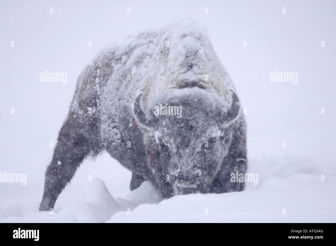 Stock photo d'un bison d'Amérique dans une tempête de neige. Banque D'Images Stock photo d'un bison d'Amérique dans une tempête de neige. Banque D'Images