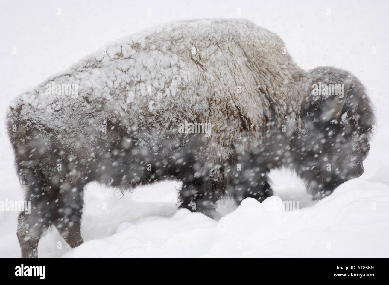 Stock photo d'un bison d'Amérique dans une tempête de neige. Banque D'Images Stock photo d'un bison d'Amérique dans une tempête de neige. Banque D'Images