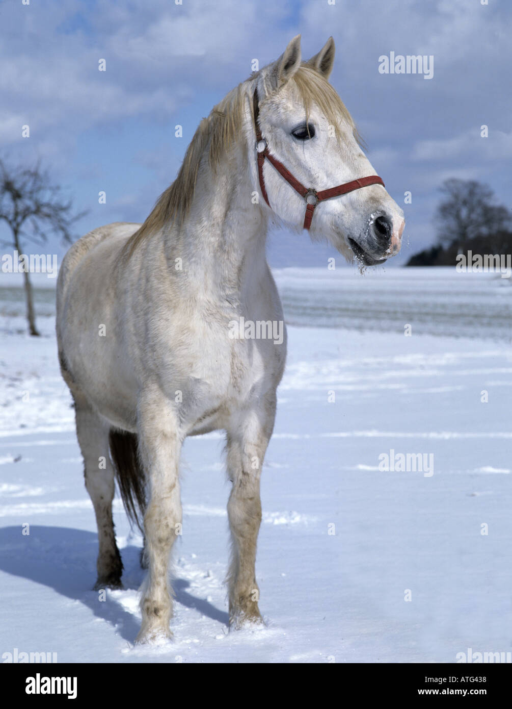 White Horse standing in snow Banque D'Images