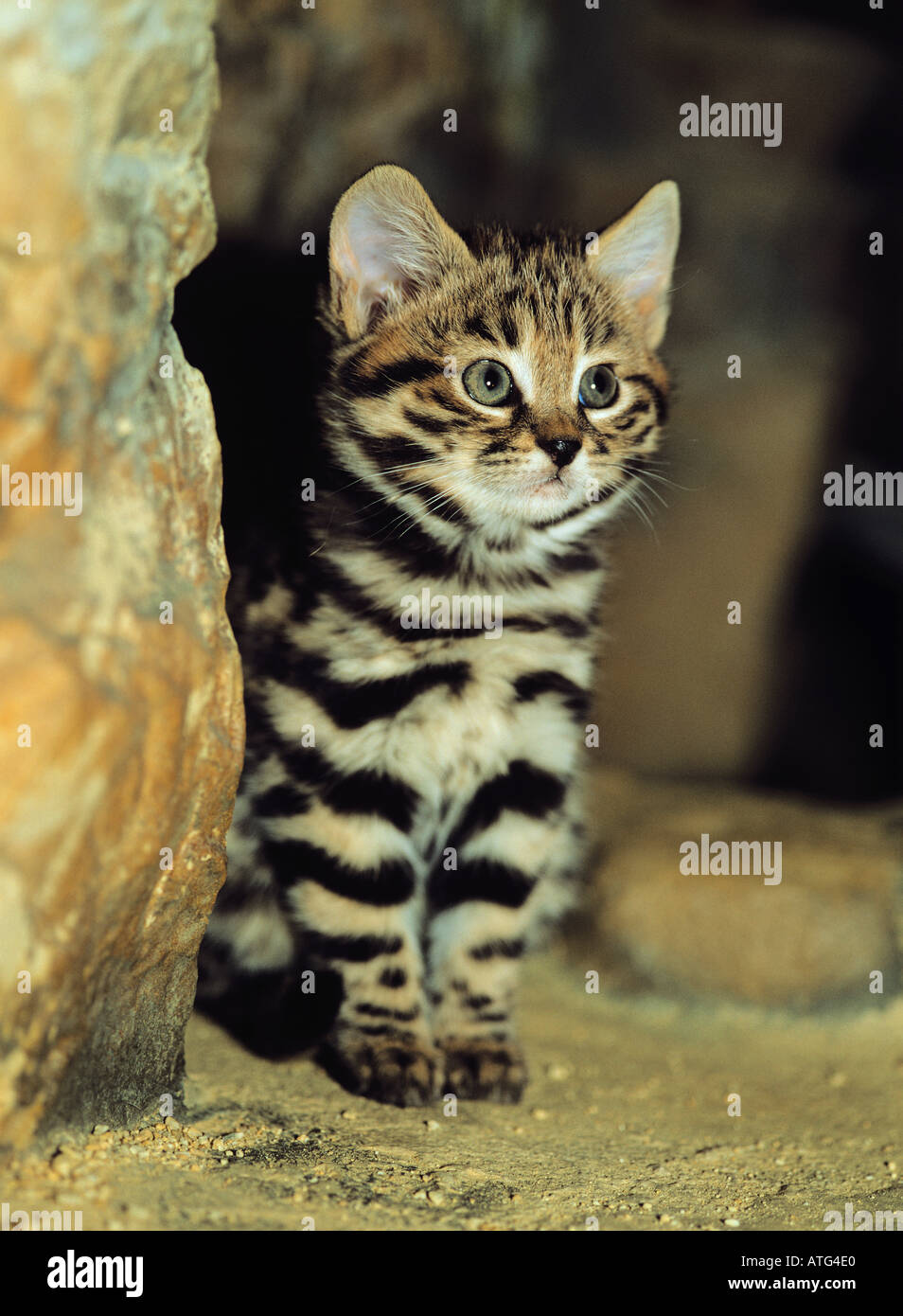 Chat à pieds noirs (Felis nigripes), chaton assis Banque D'Images