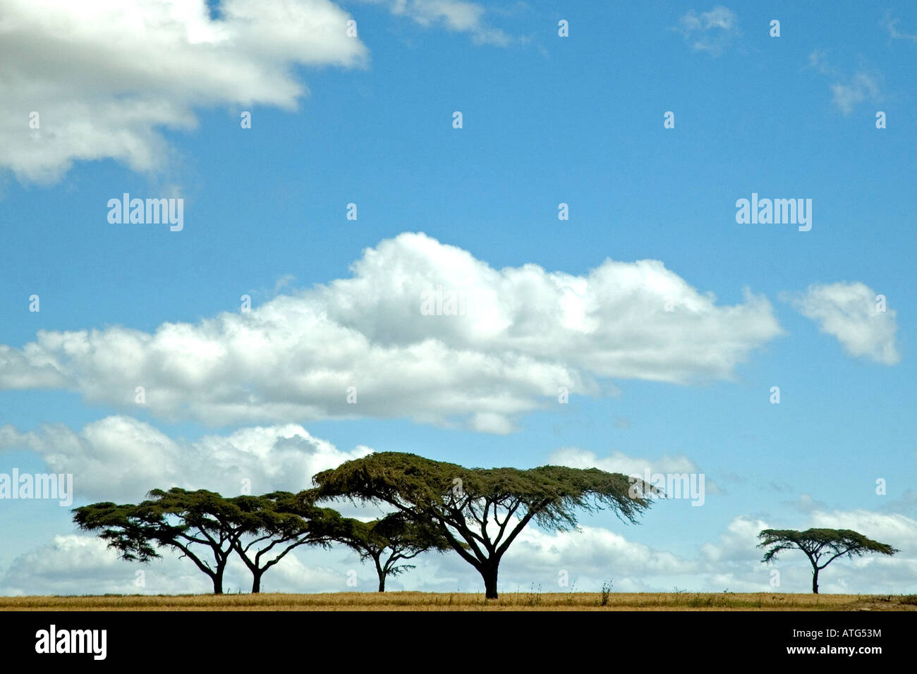 Les arbres d'Acacia en Afrique Banque D'Images