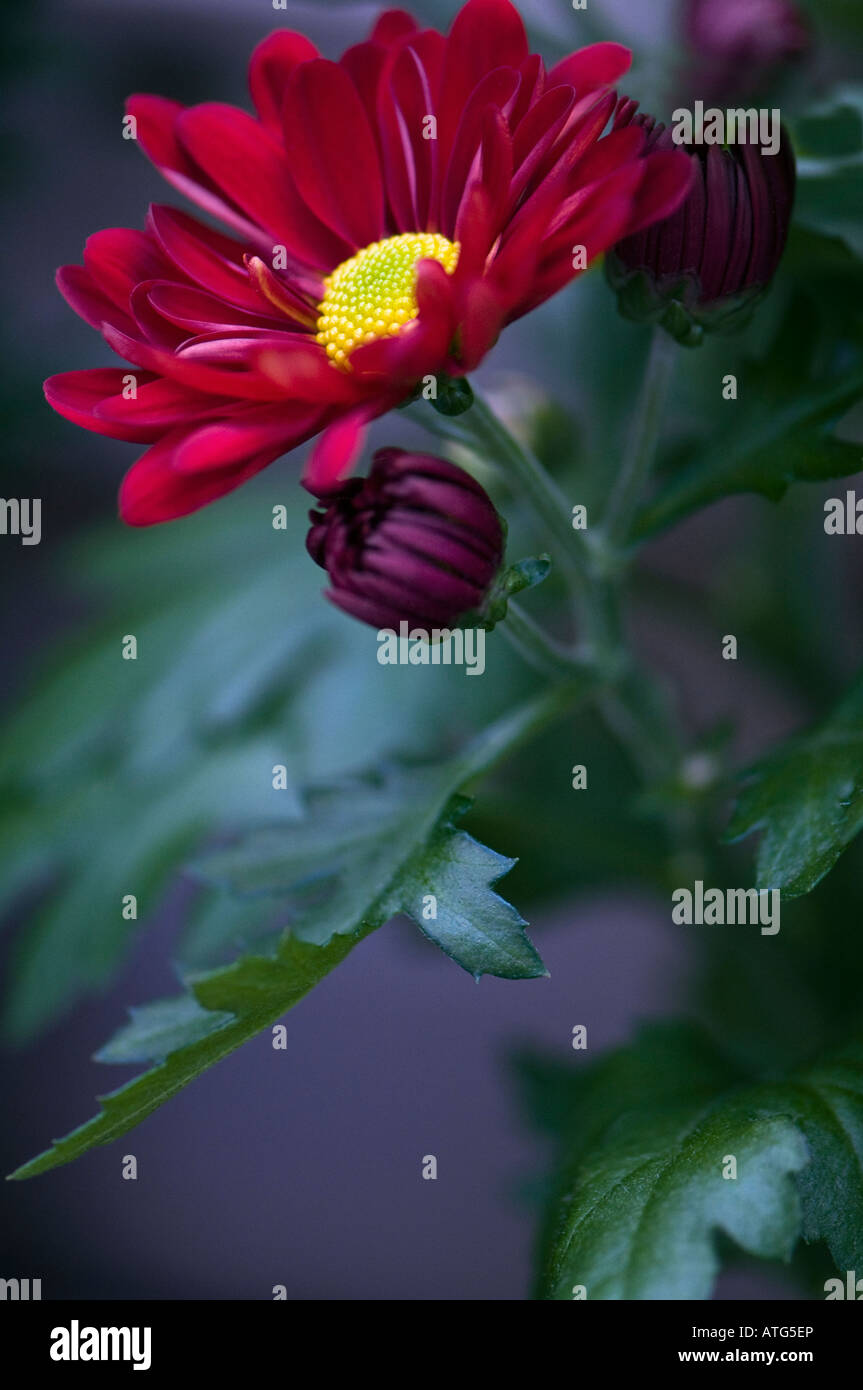 Les fleuristes rouge chrysanthème. Banque D'Images