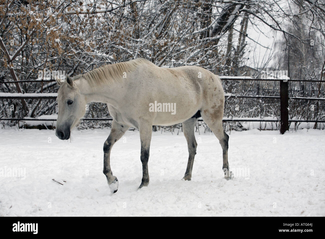 Le cheval gris Banque D'Images