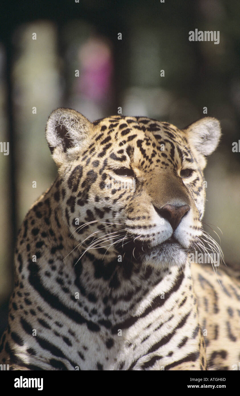 Portrait de Jaguar Banque D'Images