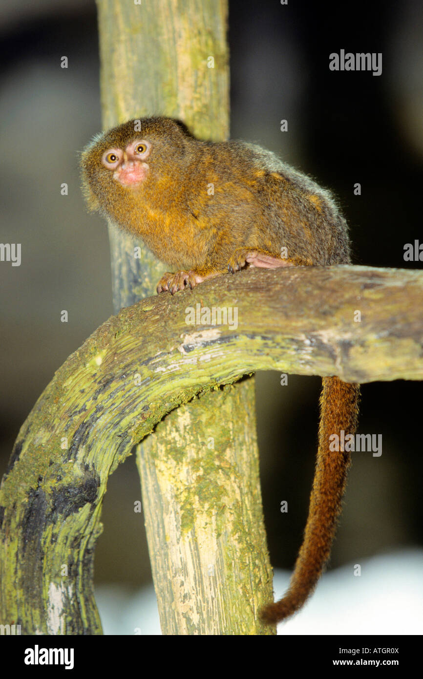 Ouistiti pygmée (Cebuella pygmaea) assis sur une branche Banque D'Images
