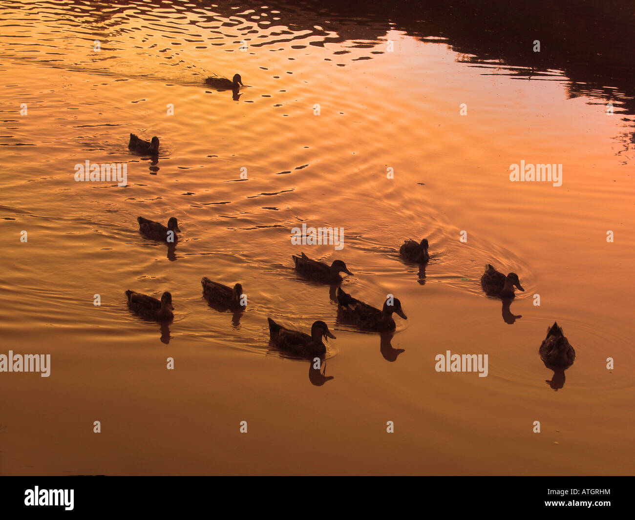 Canards nager dans l'étang reflétant le coucher du soleil Banque D'Images