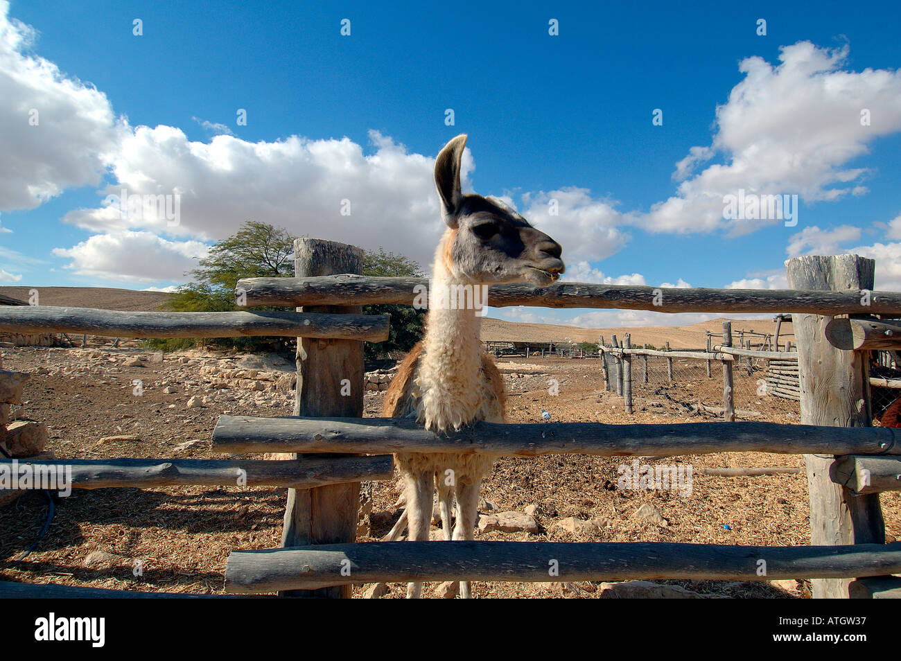 Ferme d'alpagas à Mitzpe Ramon une ville dans le désert du Néguev, dans le sud de l'Israël Banque D'Images