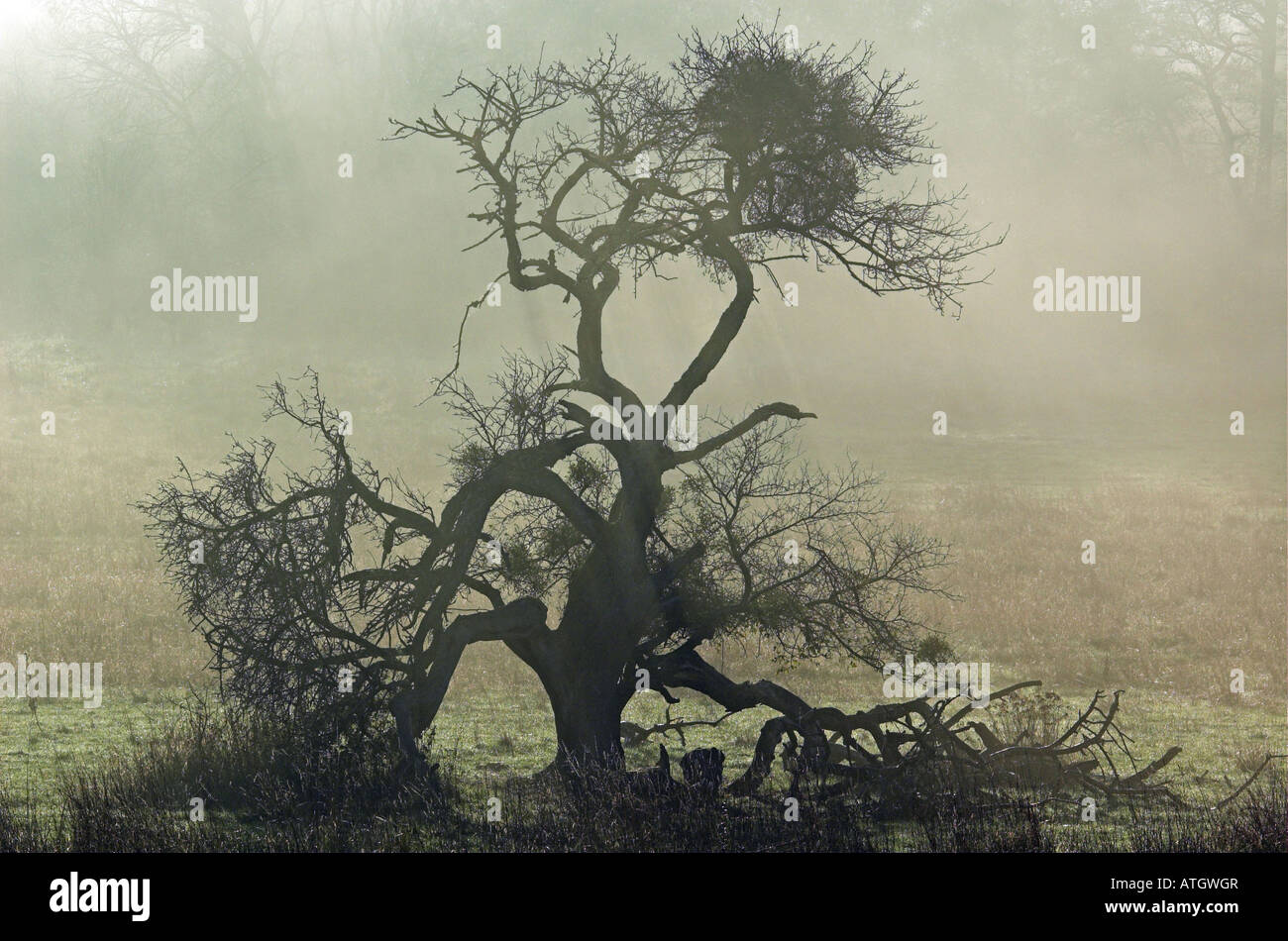 Vieux arbre fruitier avec mistles (Viscum album) dans le brouillard Banque D'Images