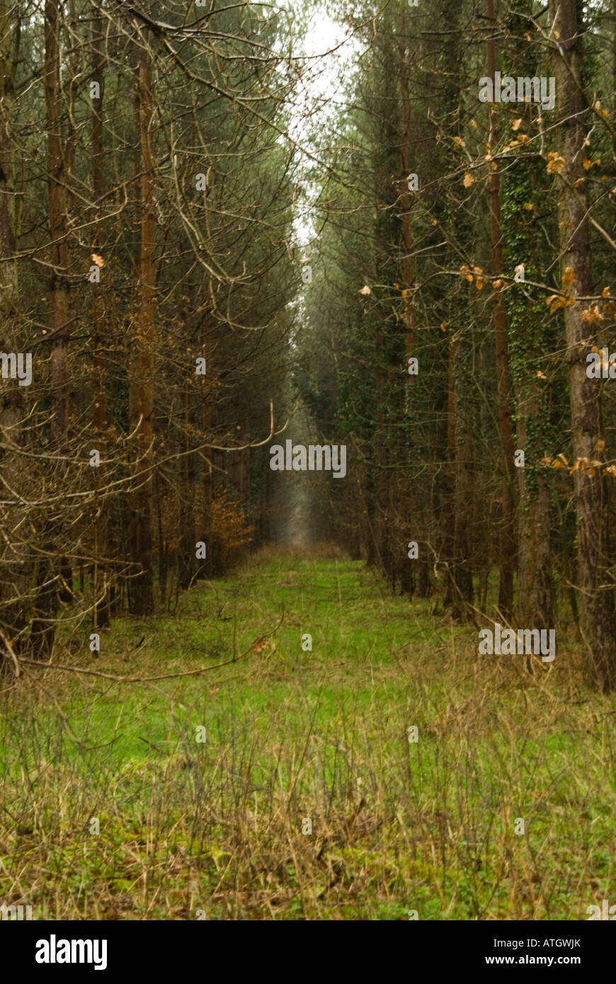 Deux rangées d'arbres dans la forêt de Thetford Banque D'Images