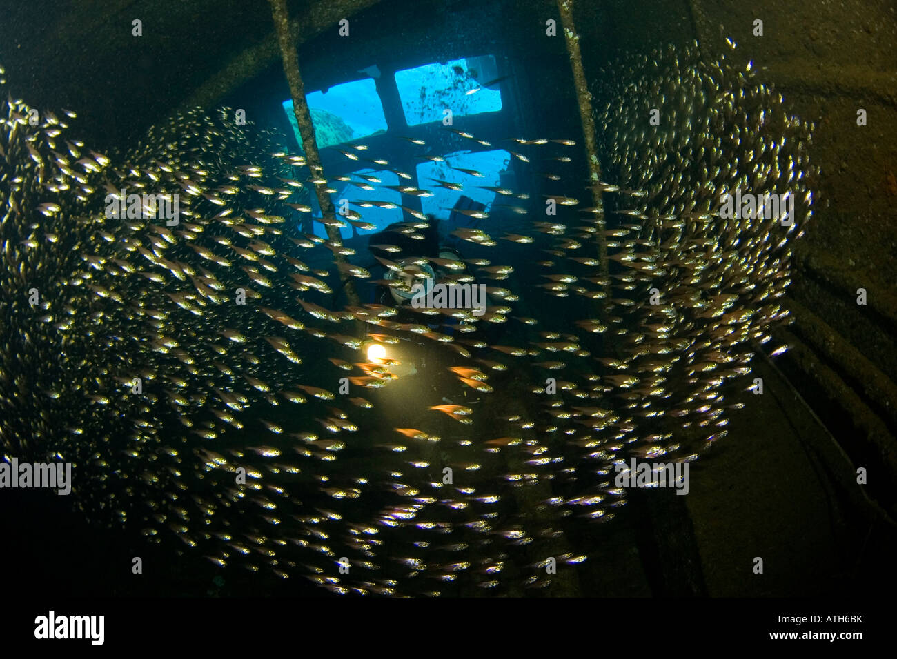 Plongeur avec poisson à l'intérieur d'un naufrage, la mer Rouge, Egypte, plongée sous-marine, plongée sous-marine, l'océan, sur la mer, femme plongeur, poissons de verre, masque ovale Banque D'Images