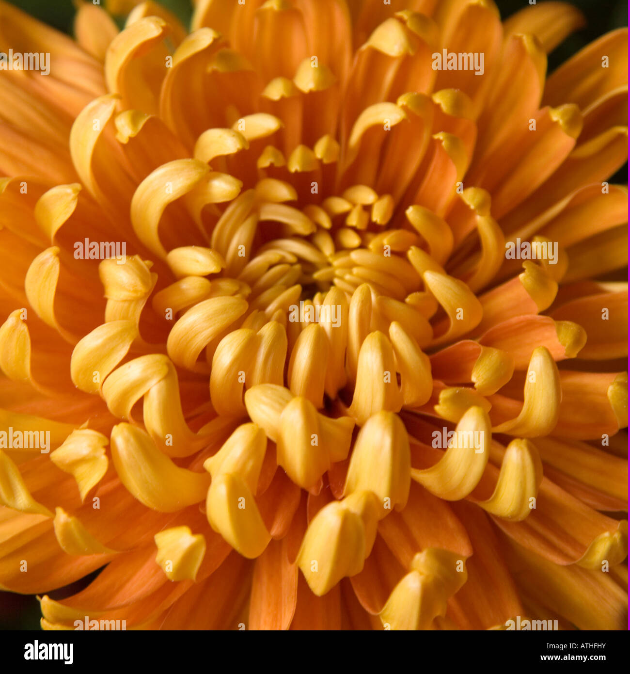 Chrysanth jaune Banque D'Images