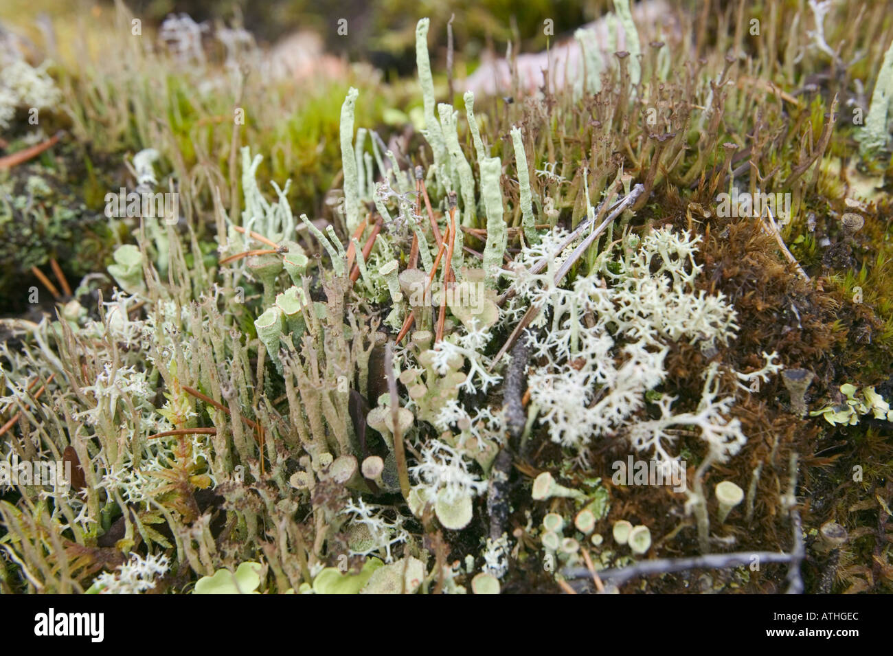 Les lichens sur le sol forestier, Laponie, Suède. Banque D'Images