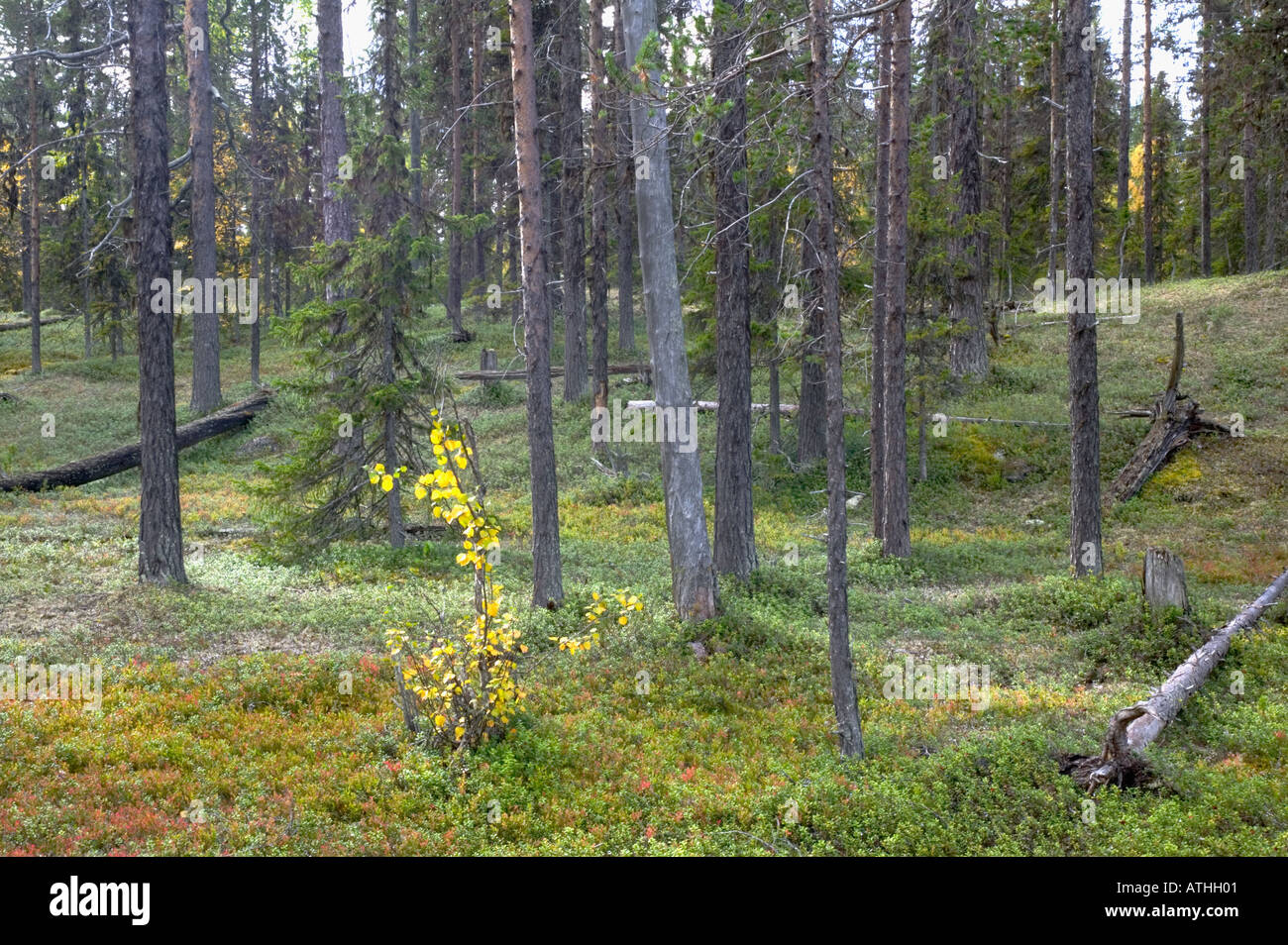 La forêt ancienne Parc National de Muddus Laponia Patrimoine de Laponie Suède Banque D'Images