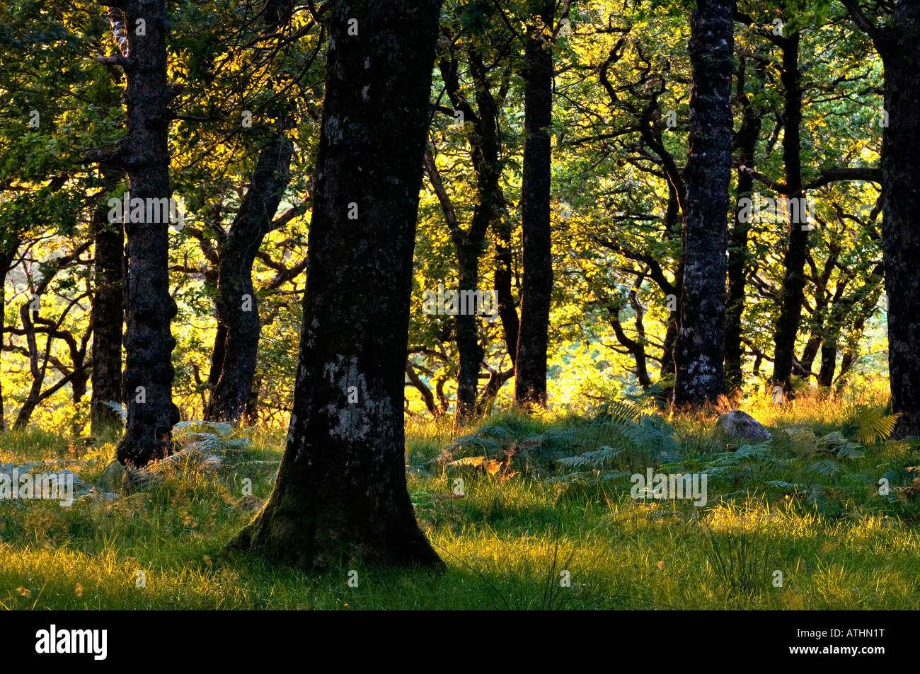 Chêne caduques à Acharn dans le Morvern régions de l'ouest des Highlands d'Écosse, Royaume-Uni Banque D'Images