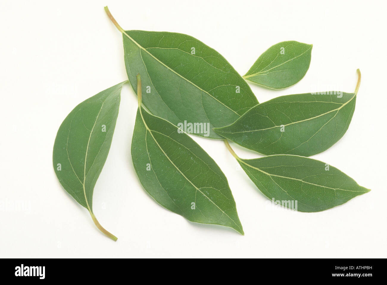 Cinnamomum camphora (camphrier), feuilles, studio photo Banque D'Images