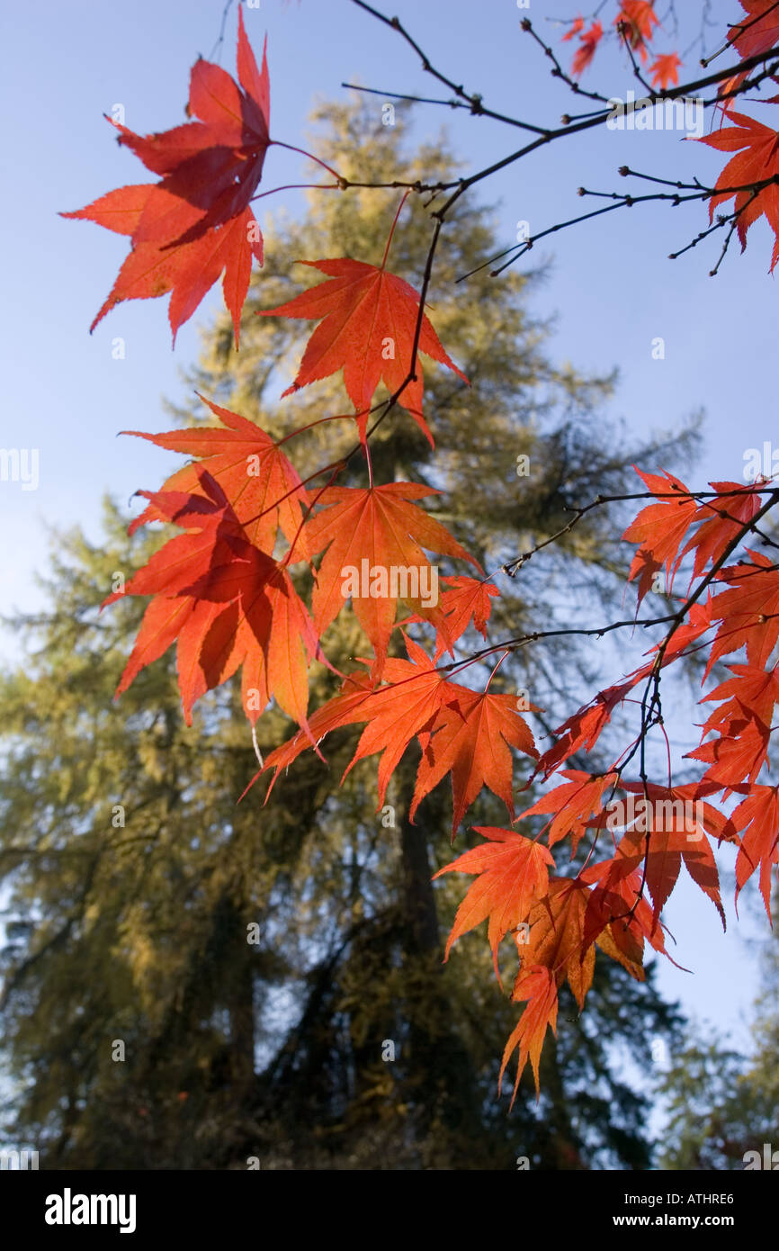 Motif de feuilles d'automne de l'érable japonais Acer palmatum Westonbirt Arboretum UK Banque D'Images