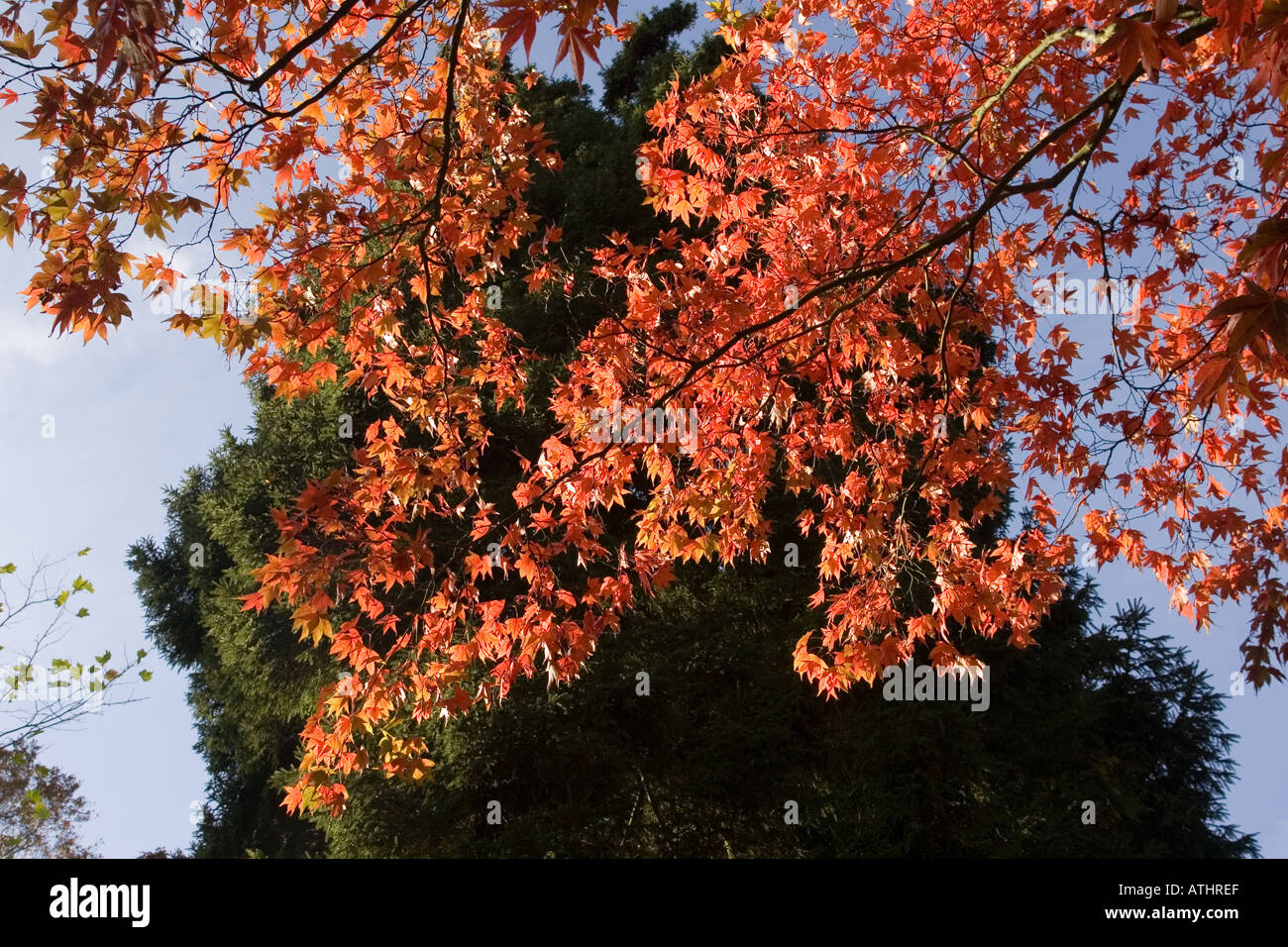 Motif de feuilles d'automne de l'érable japonais Acer palmatum Westonbirt Arboretum UK Banque D'Images