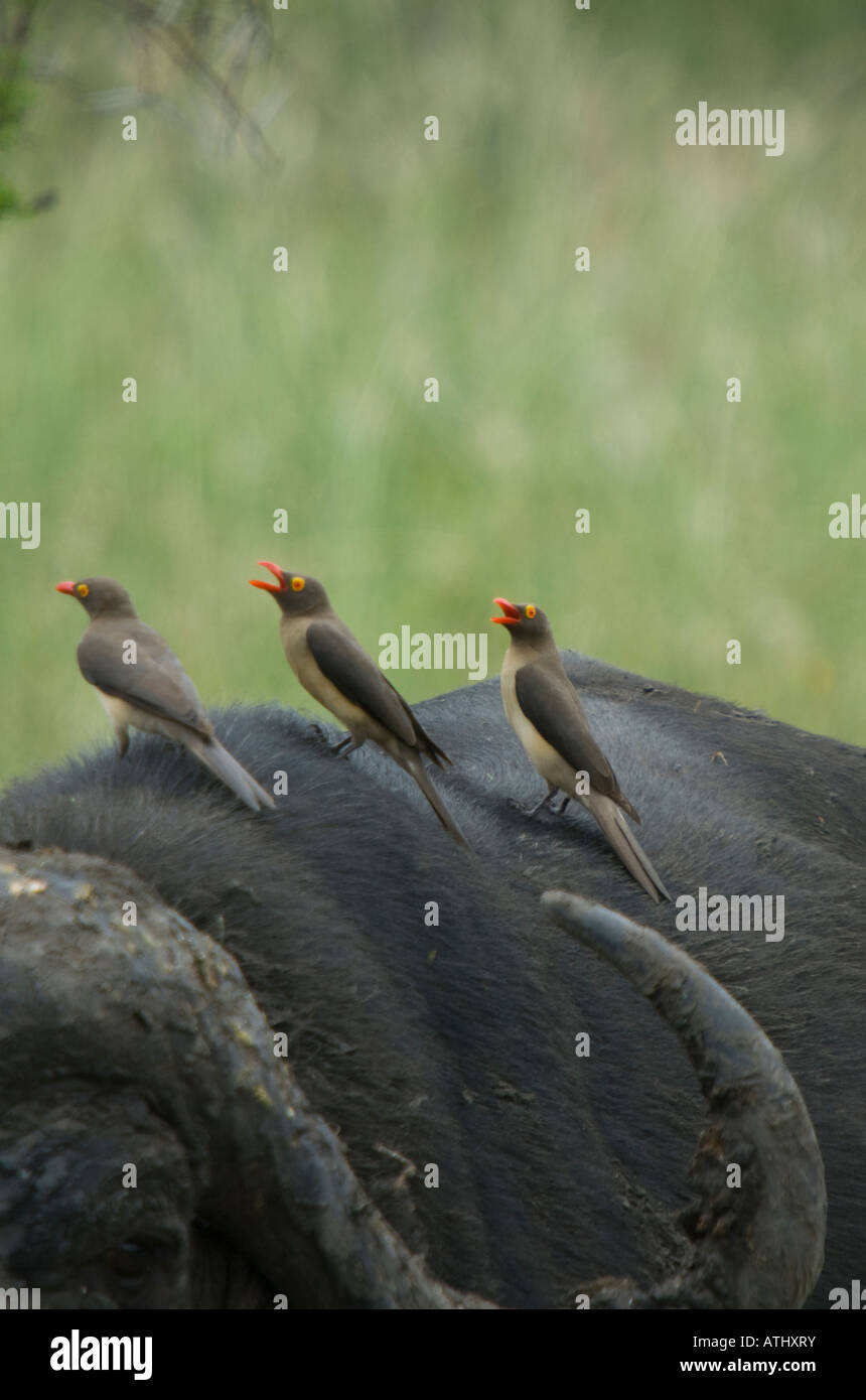 Red-billed oxpeckers trois assis sur le dos d'un buffle africain Banque D'Images