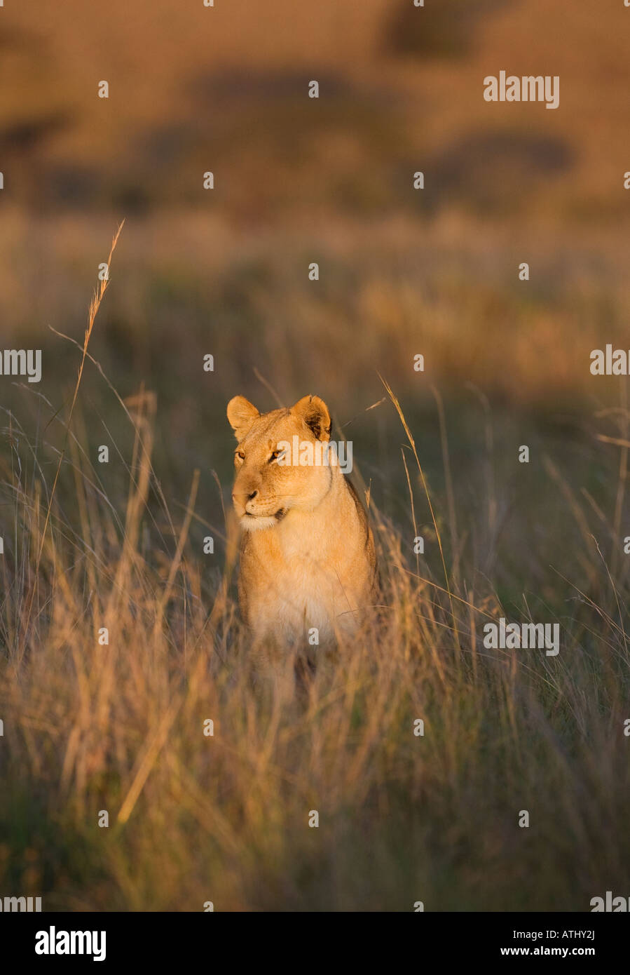 Lioness (Panthera leo), Masai Mara, Kenya Banque D'Images