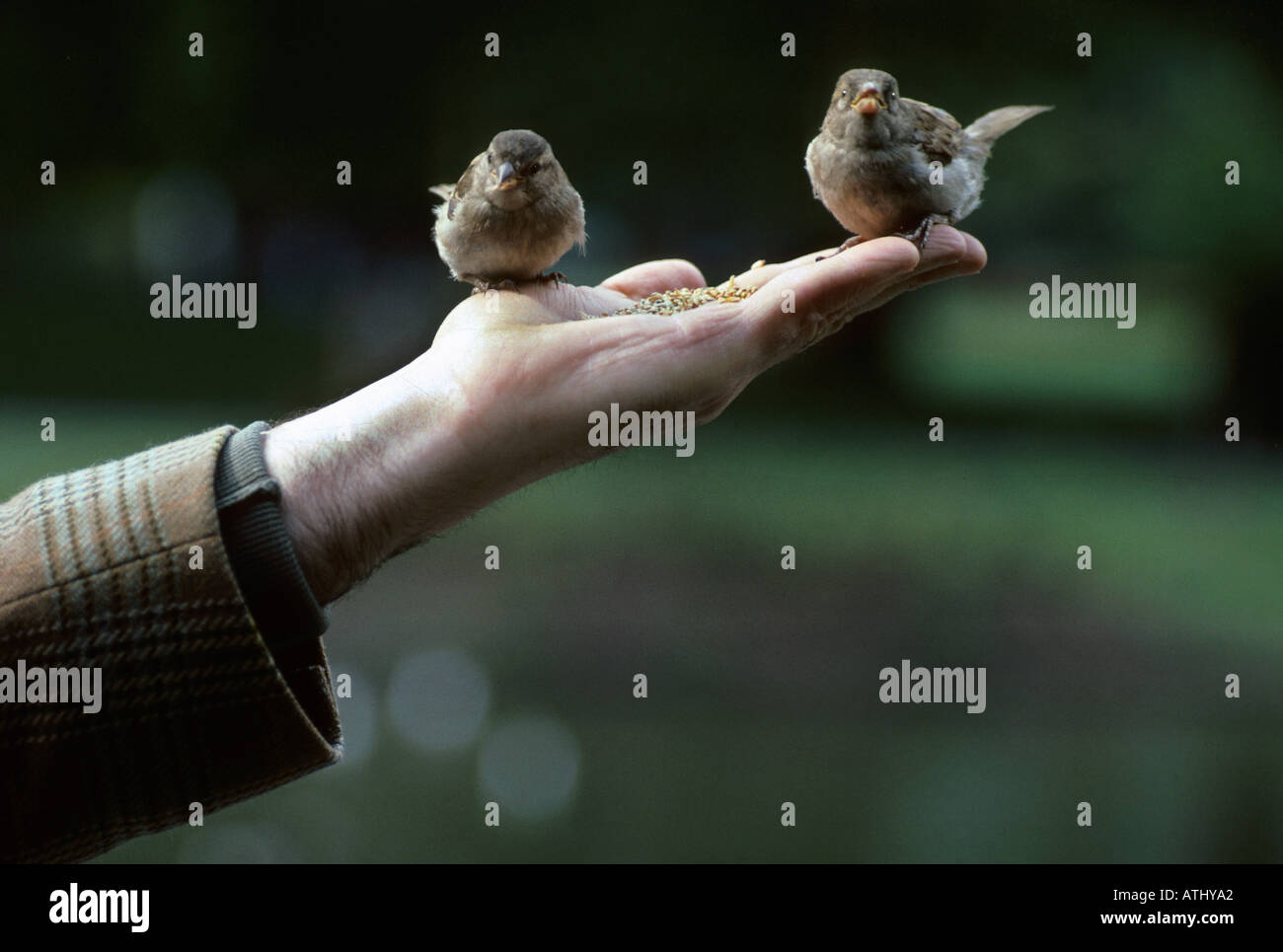 2 oiseaux dans la main, Saint James Park de Londres. Banque D'Images