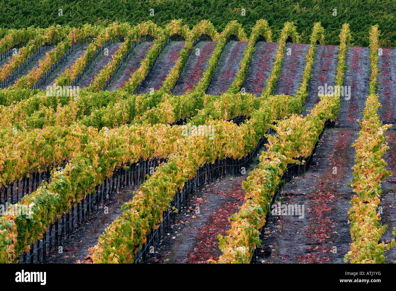 Rangées de vignes à Santa Barbara wine country à la récolte d'automne Banque D'Images