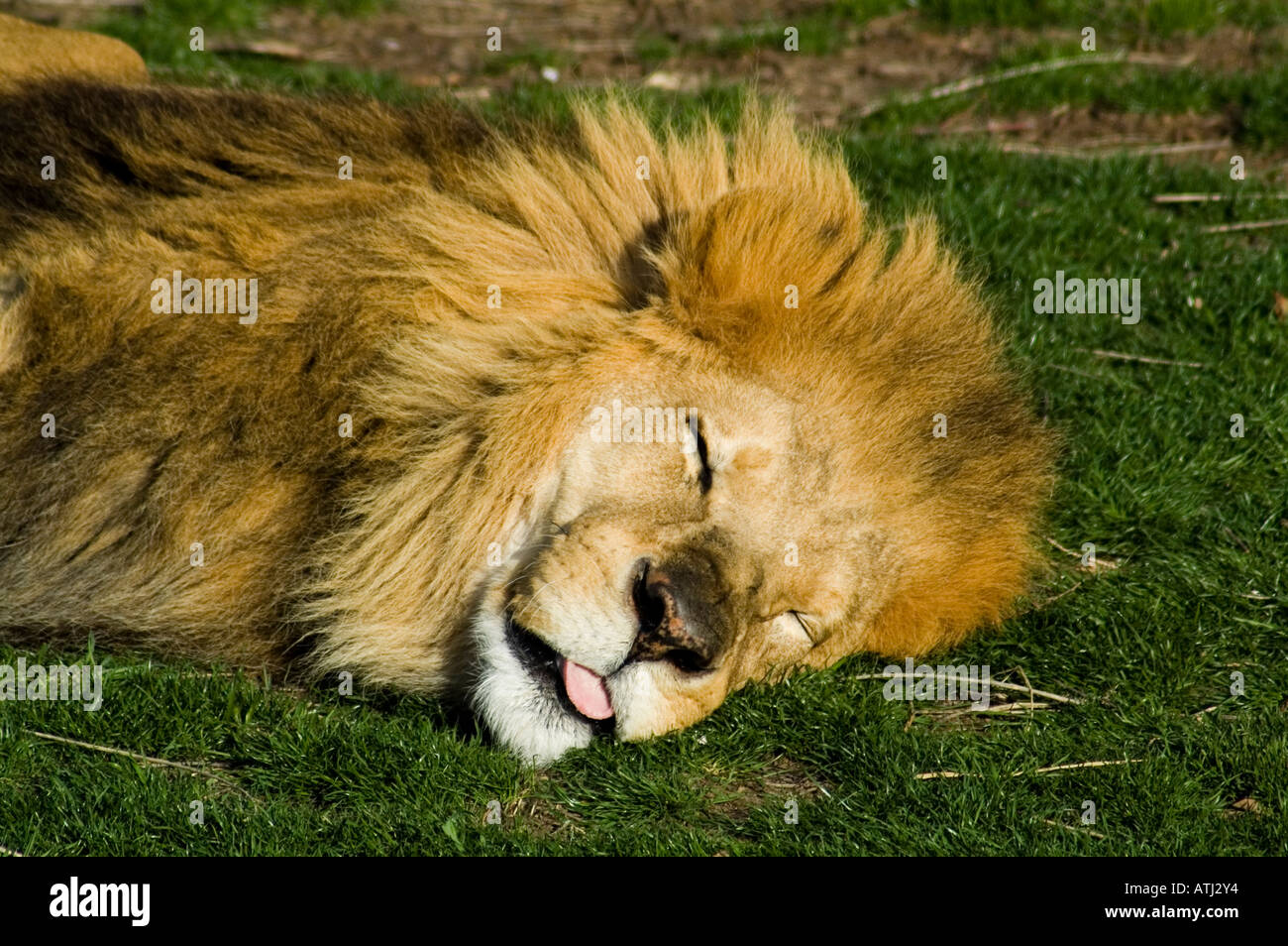 lion endormi Banque D'Images