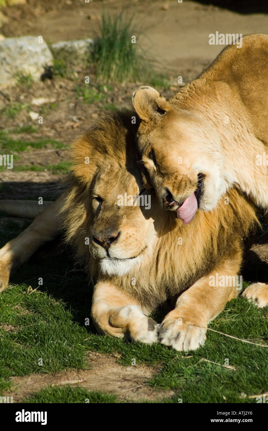 Lion et lionne Banque D'Images