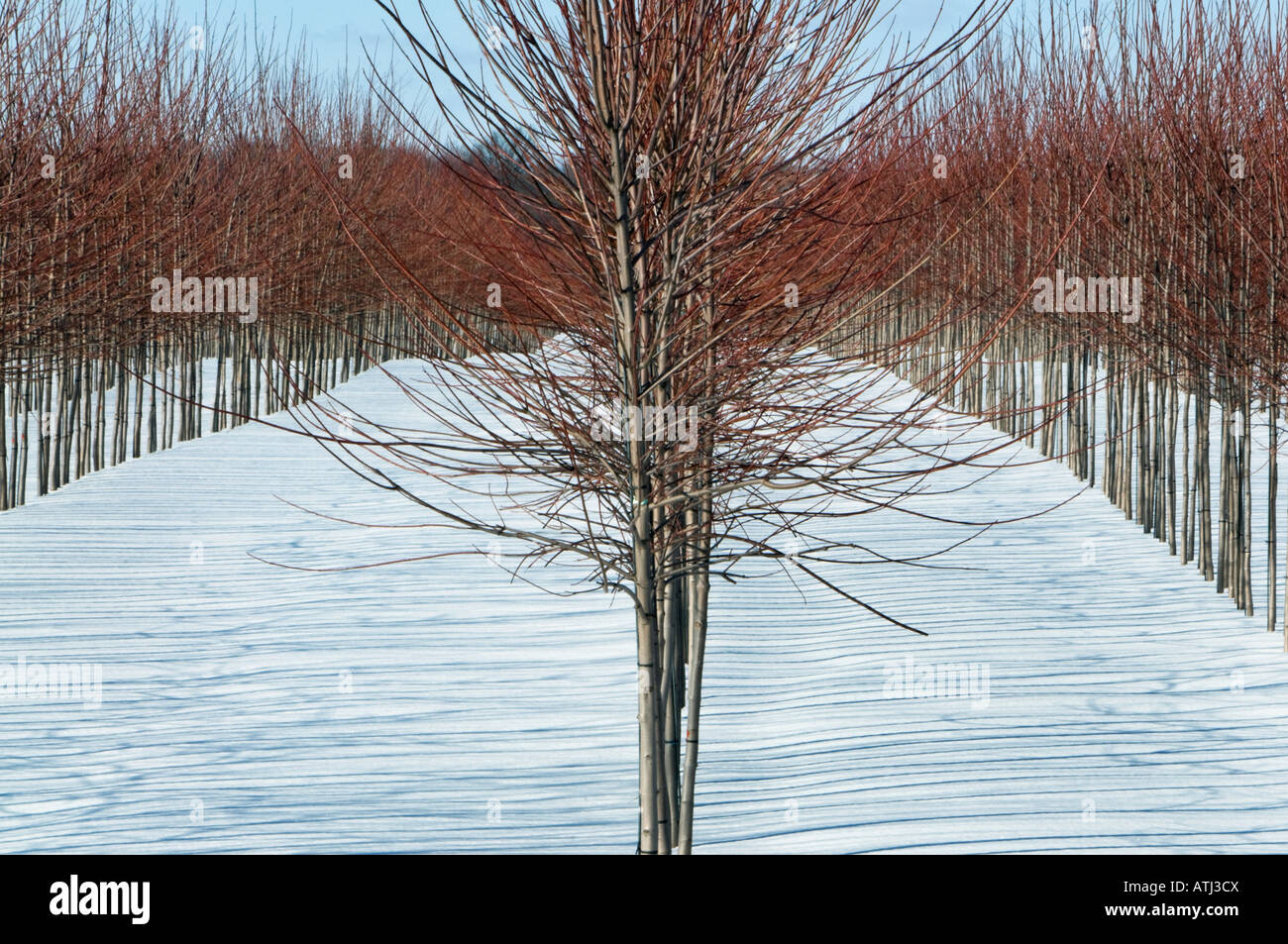 Tree Farm en hiver Banque D'Images
