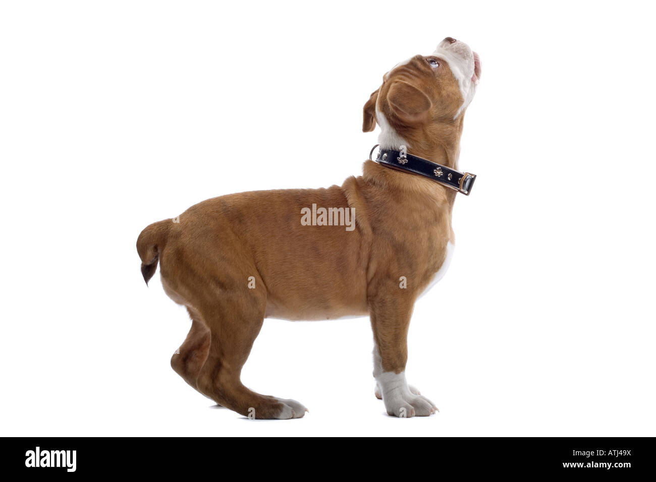 Chien Bulldog Renaissance isolé sur fond blanc Banque D'Images