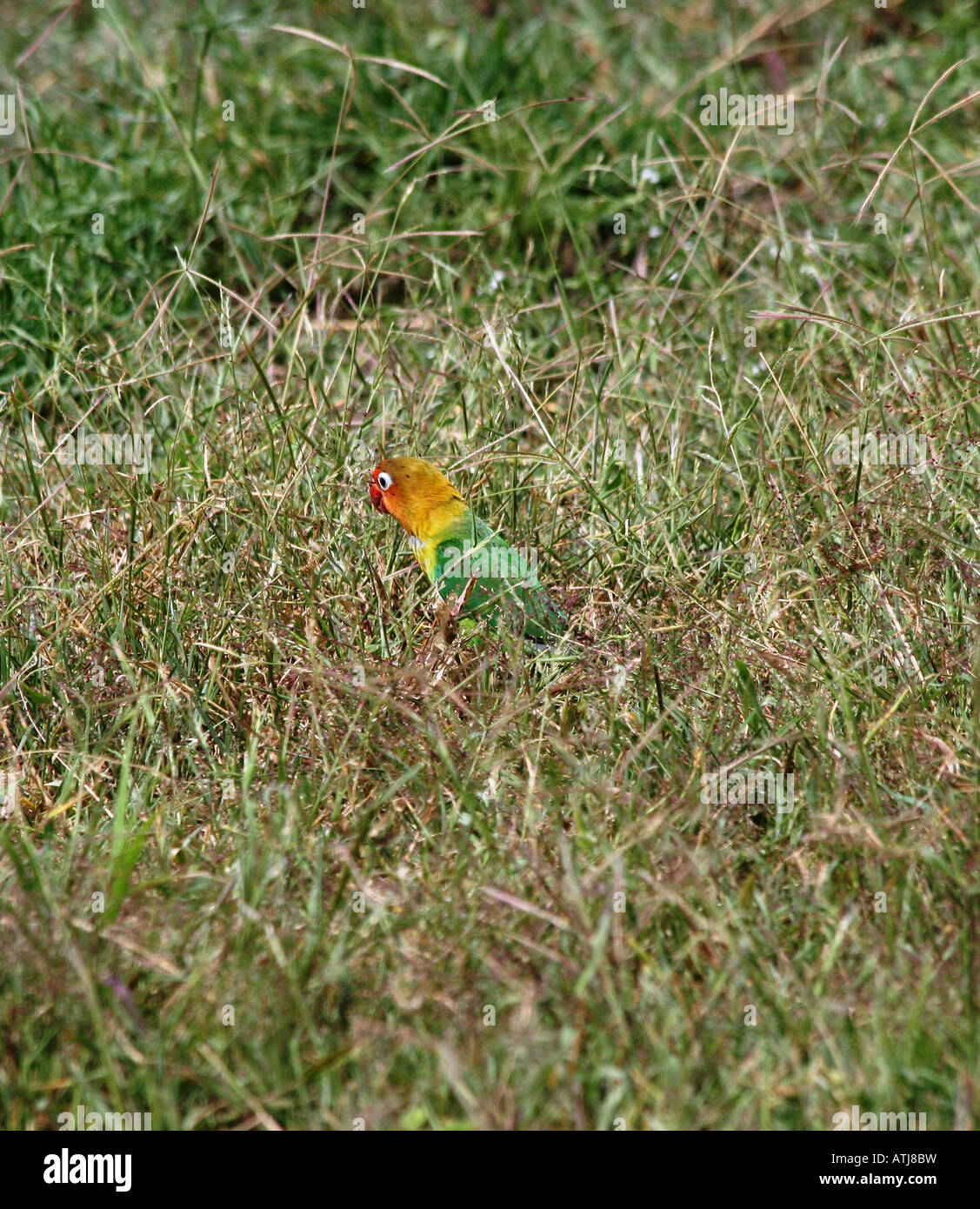 Sud Tanzanie Serengeti National Park inséparable de Fischer Agapornis fischeri s de soleil dans l'herbe Banque D'Images