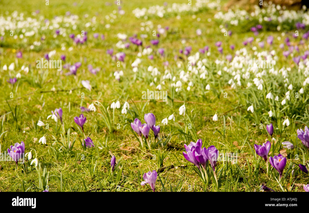 Une masse de printemps Crocus et commun snowdrop Galanthus nivalis fleurs en croissance dans l'herbe au soleil Banque D'Images