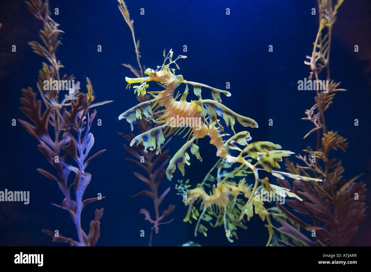 Dragon de mer Banque D'Images