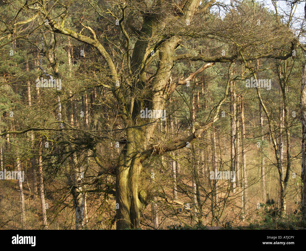 Grand arbre de grande voie de chemin en pente trunks woods Banque D'Images