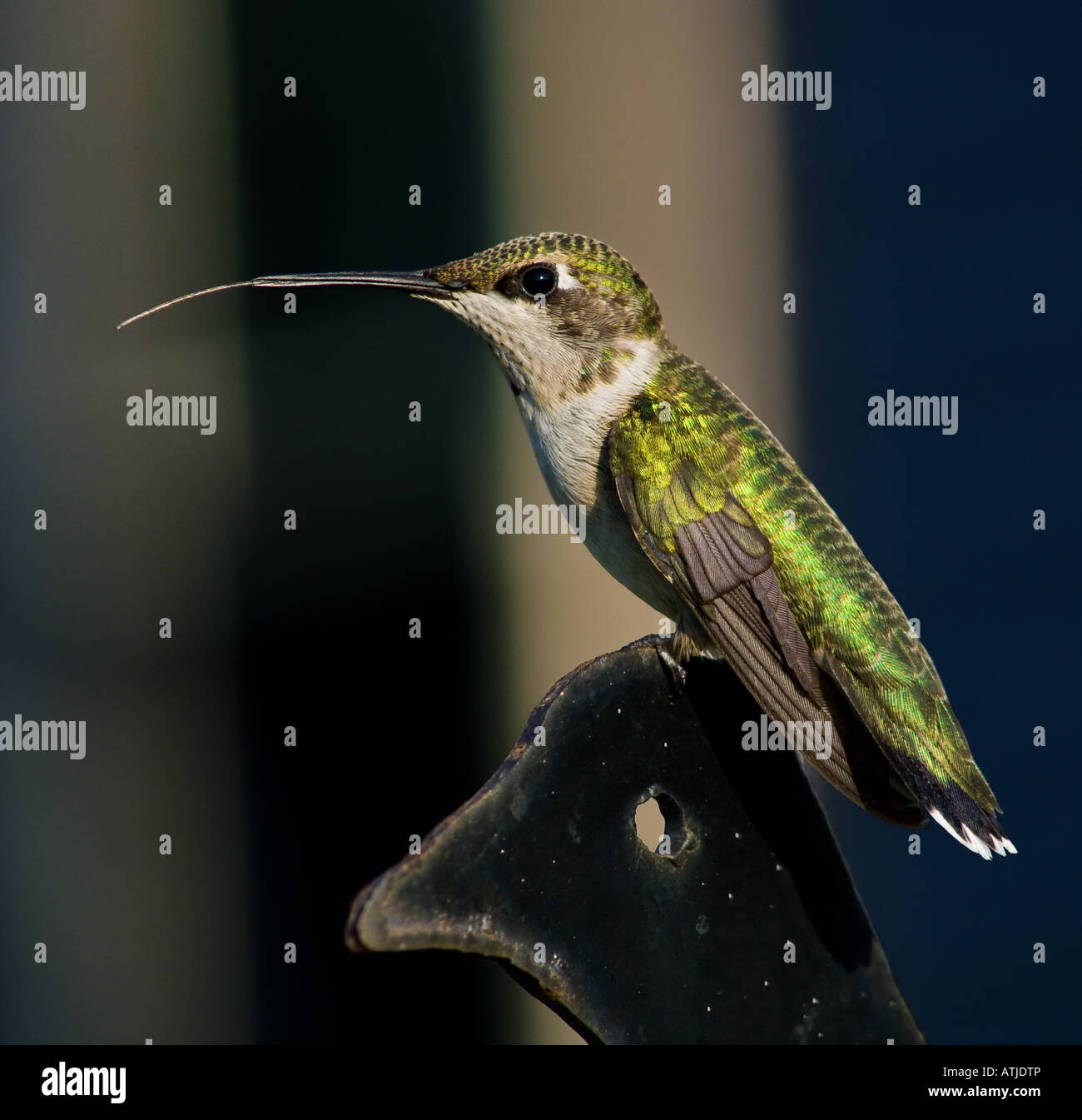 Mâle immature colibri à gorge rubis perché sur une plante cintre avec sa langue étendu. Banque D'Images