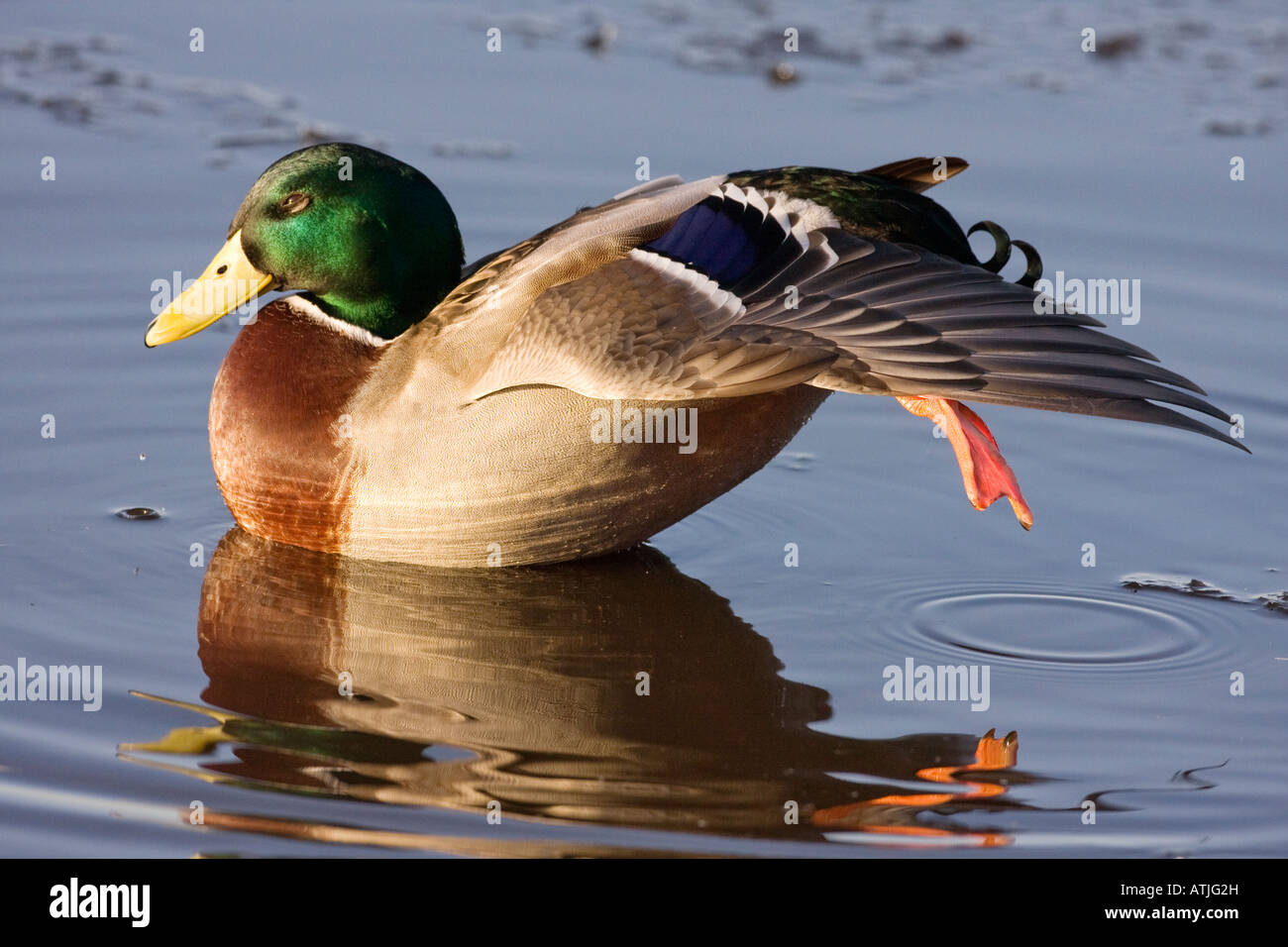 Canard colvert, Martin simple Banque D'Images Canard colvert, Martin simple Banque D'Images