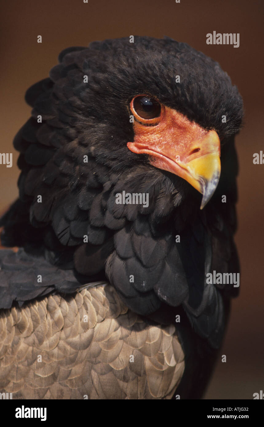 Aigle Bateleur Terathopius ecaudatus) ( Banque D'Images