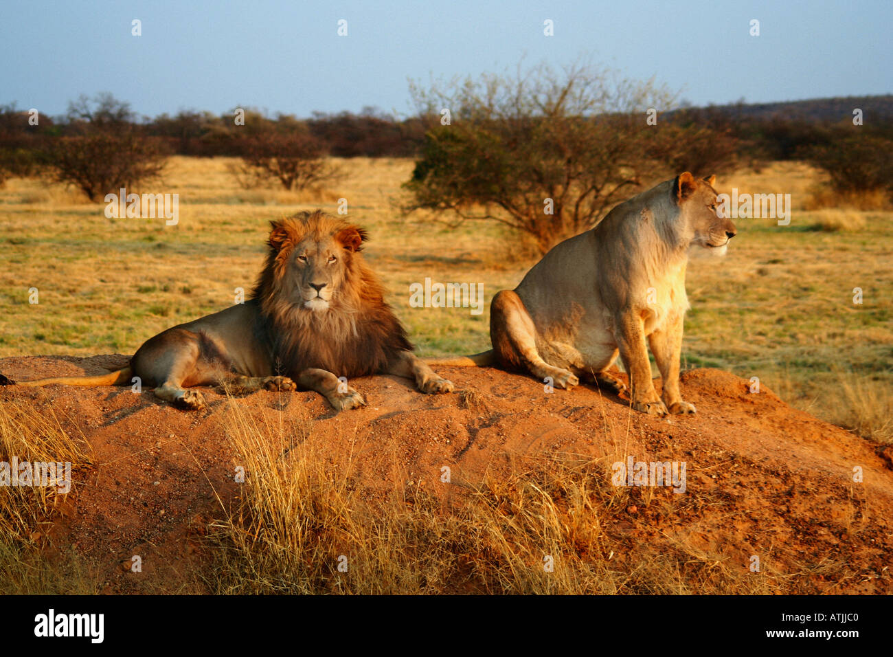 Afrique Namibie Okonjima Lion et lionne ( Panthera leo ) Banque D'Images