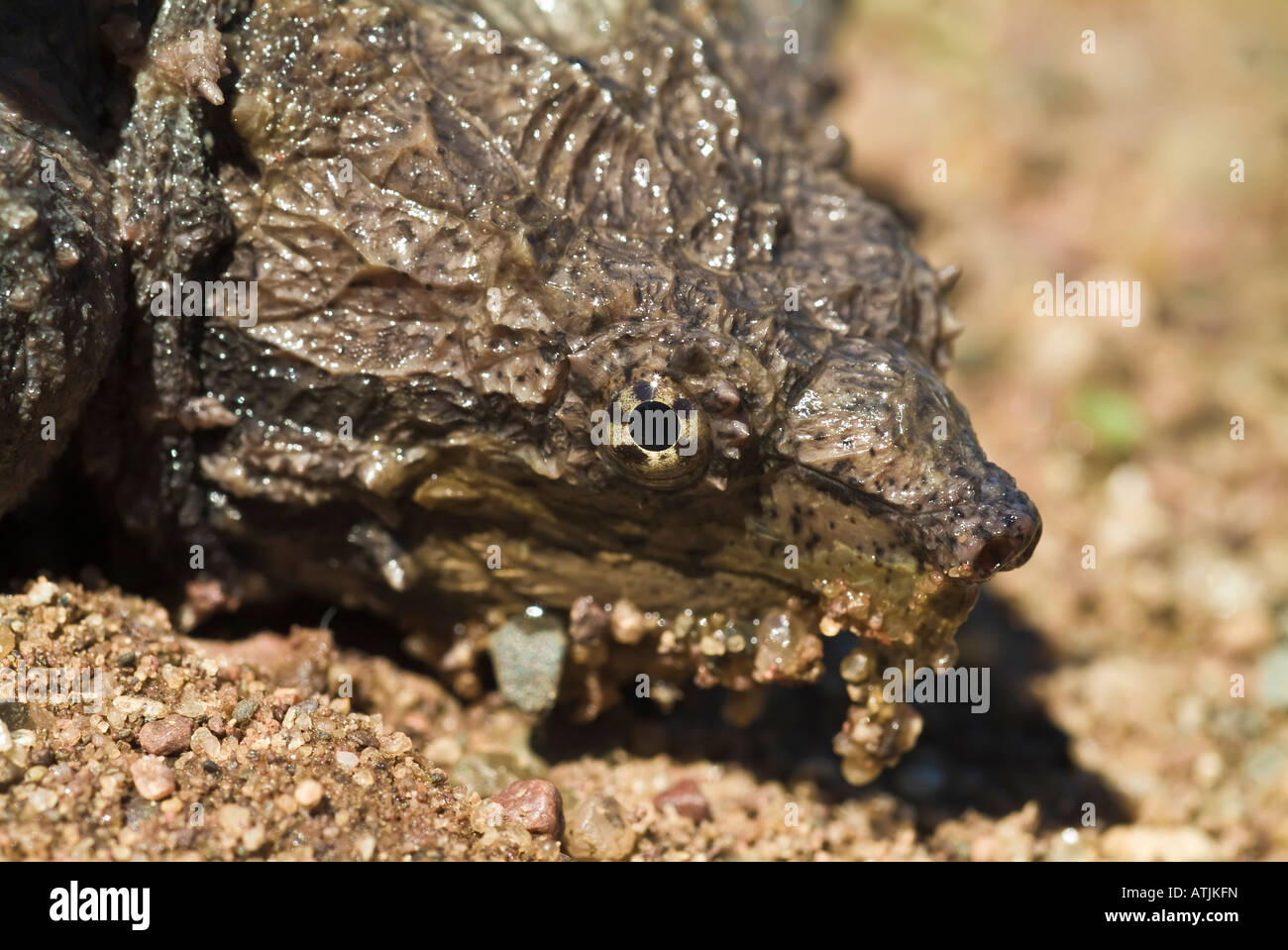 Tortue Alligator, Macrochemys temminckii, originaire du sud de l'eaux US Banque D'Images