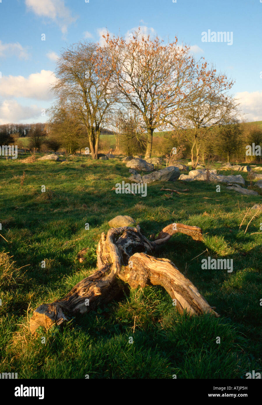 Piggledene (National Trust), Wiltshire, Royaume-Uni. Banque D'Images